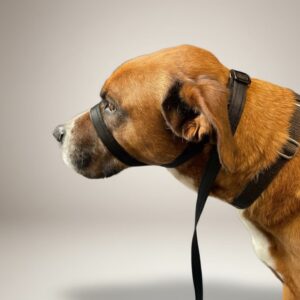 Figure of 8 Dog Lead modelled by my dog Top, shows ideal positioning of the head collar