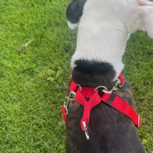 Martingale Walking Harness for Dogs - Red Top
