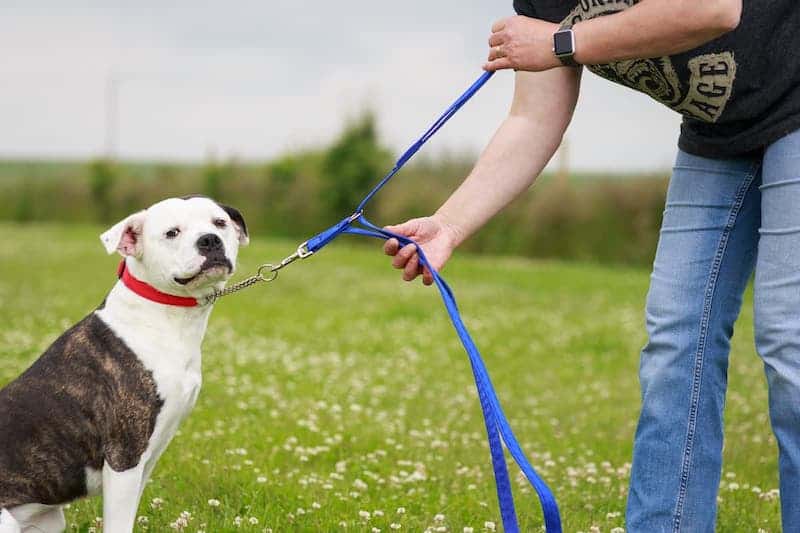 Dog on the store lead