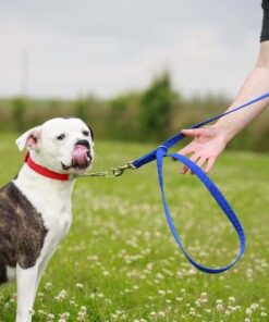 Double up dog lead