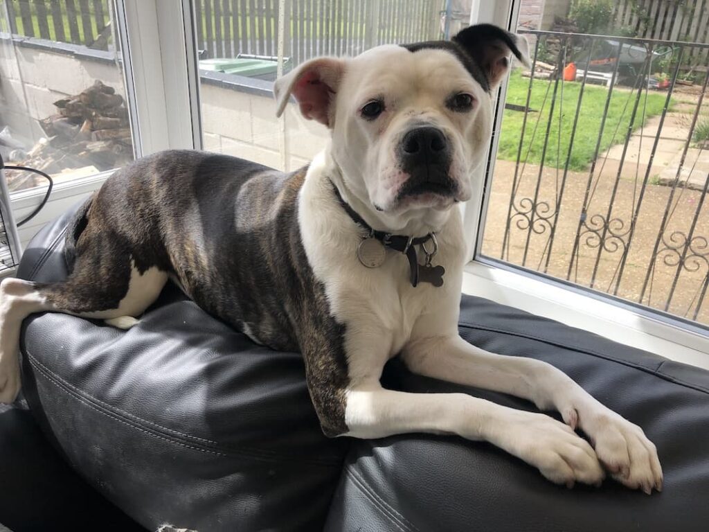 Nala