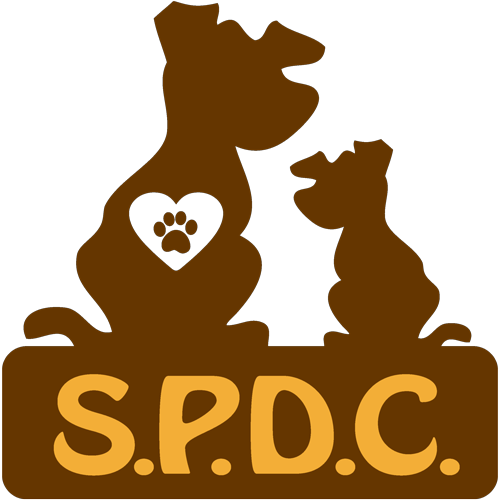 Saving Pound Dogs Cyprus