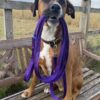 Dog Training Lead purple