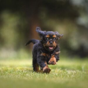Puppy Range