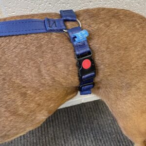 Hungry Harness close up