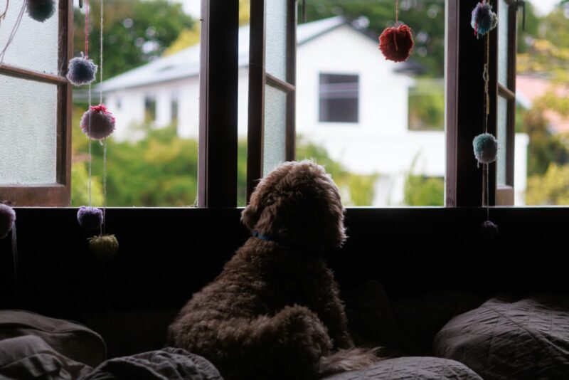 Dog Home Alone - leaving your dog for too long