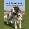 Stop Your Dog From Jumping Up