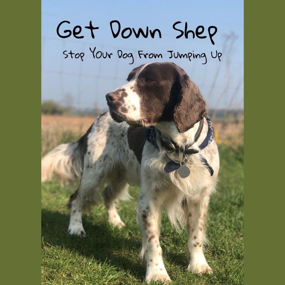 Stop Your Dog From Jumping Up