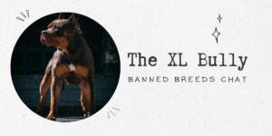 XL Bully & Banned Breeds