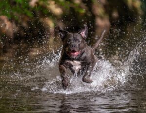 Head collars for XL Bullies that pull on the lead