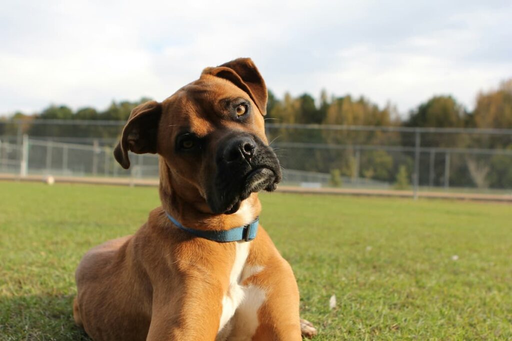 Ultimate Guide to Adopting Your Perfect Human - A Dogs' Guide