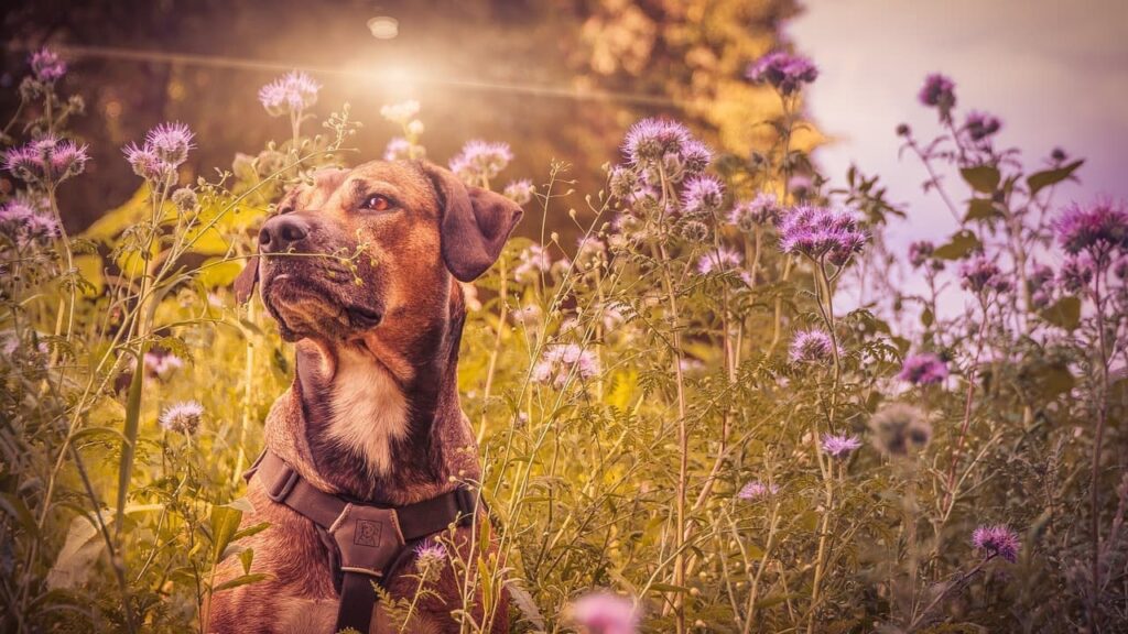 Rare Dog Breeds