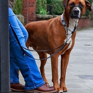 Dog Leads
