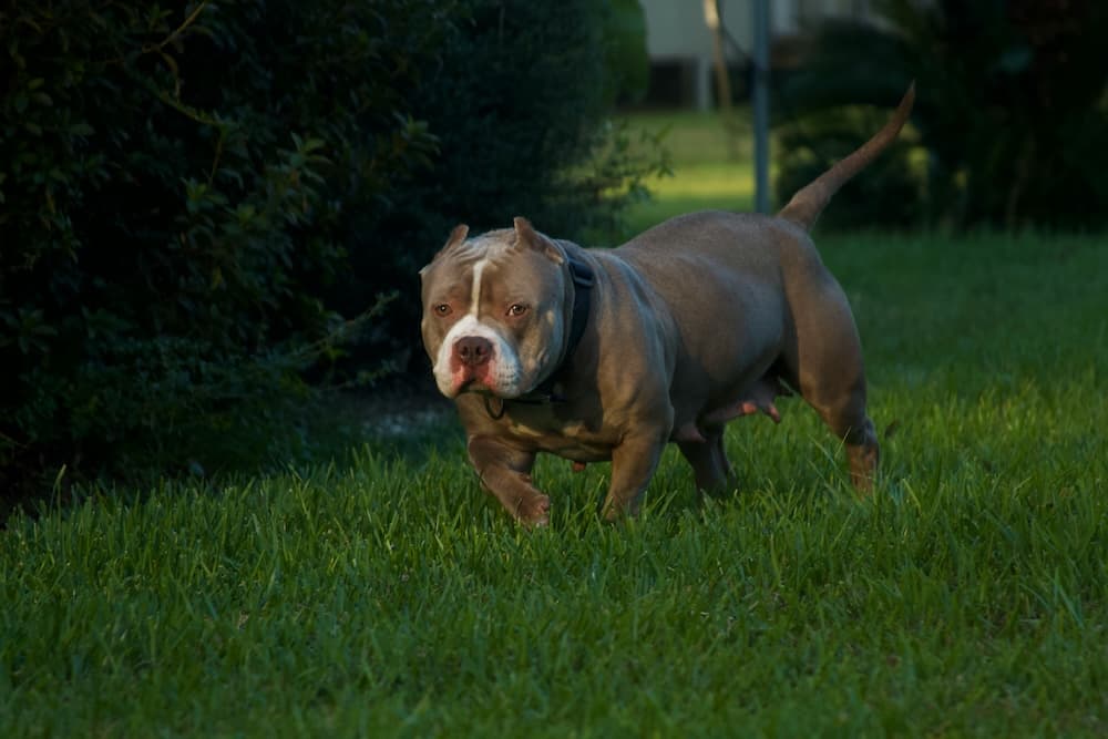 Dog Lead Laws