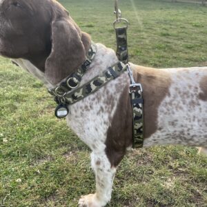Dog Harness