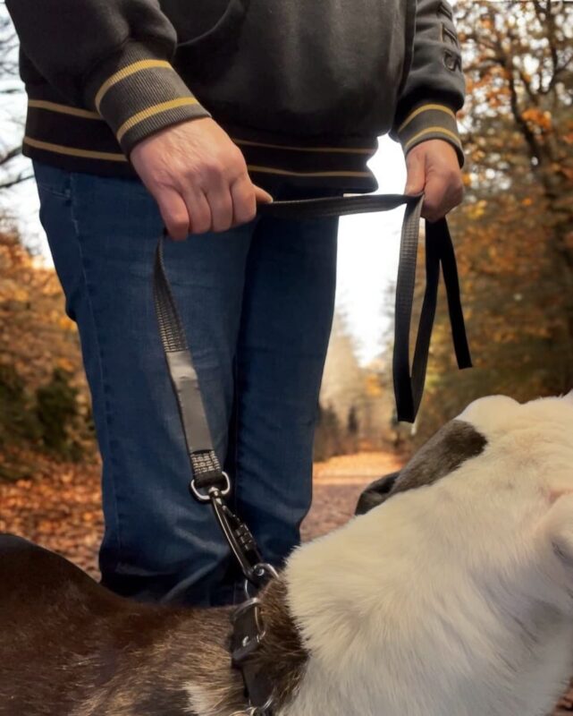 Anti Chew Dog Lead