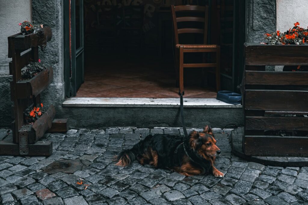 Leaving Your Dog Outside of a Shop