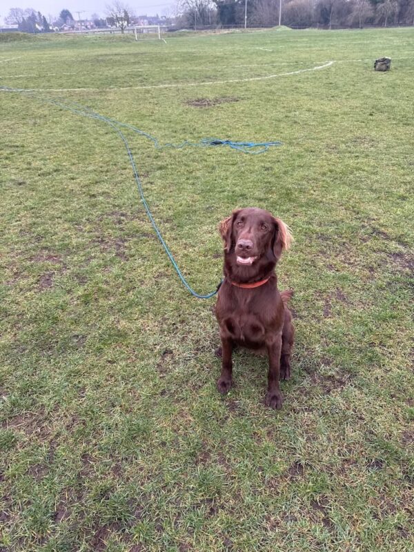 Rope Long Line Lead on a dog
