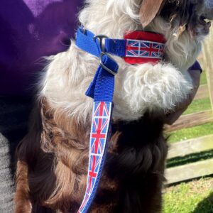 Slip Collar and Lead GB Union Jack on Border Collie "Rush" with owner & trainer Rob Morley