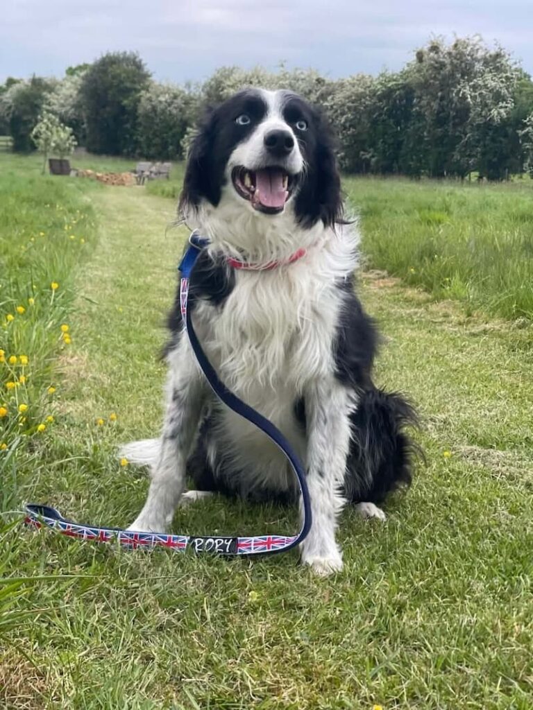 Morgansr Runaway Rory posing with his TEAM GB Junior Open Agility Slip Collar & Lead Sponsored by Meg K9